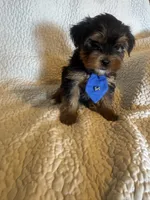 Tobie, a male Yorkshire Terrier for sale in Muldrow, OK – Photo 3 of 10