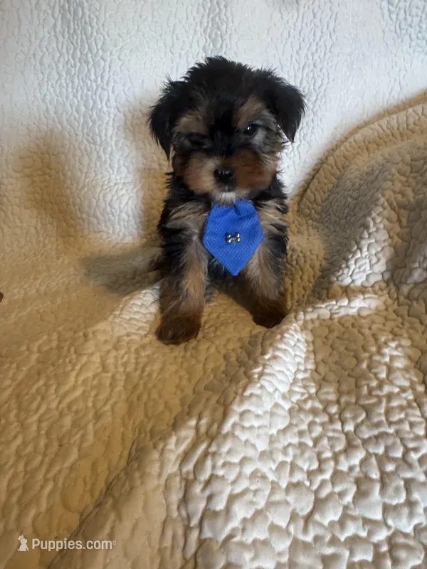 Tobie – Yorkshire Terrier puppy for sale in Muldrow, OK