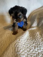 Tobie, a male Yorkshire Terrier for sale in Muldrow, OK – Photo 8 of 10