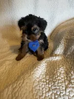 Tobie, a male Yorkshire Terrier for sale in Muldrow, OK – Photo 7 of 10