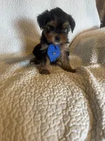 Tobie, a male Yorkshire Terrier for sale in Muldrow, OK – Photo 10 of 10