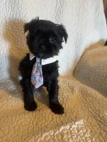 Chase, a male Yorkshire Terrier for sale in Muldrow, OK – Photo 9 of 10