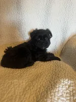 Chase, a male Yorkshire Terrier for sale in Muldrow, OK – Photo 8 of 10