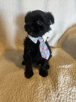 Chase, a male Yorkshire Terrier for sale in Muldrow, OK – Photo 3 of 10