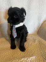 Chase, a male Yorkshire Terrier for sale in Muldrow, OK – Photo 10 of 10