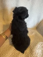 Chase, a male Yorkshire Terrier for sale in Muldrow, OK – Photo 6 of 10