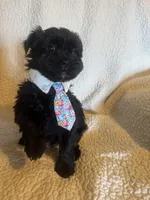 Chase, a male Yorkshire Terrier for sale in Muldrow, OK – Photo 7 of 10