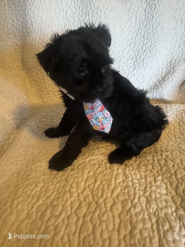 Chase – Yorkshire Terrier puppy for sale in Muldrow, OK