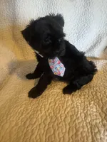 Chase, a male Yorkshire Terrier for sale in Muldrow, OK – Photo 1 of 10