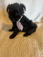 Chase, a male Yorkshire Terrier for sale in Muldrow, OK – Photo 4 of 10