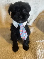 Chase, a male Yorkshire Terrier for sale in Muldrow, OK – Photo 2 of 10