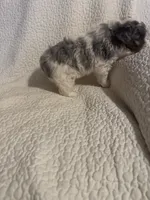 Prince , a male Yorkipoo for sale in Muldrow, OK – 10 of 10