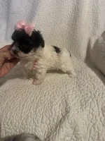 Jazzy , a female Yorkipoo for sale in Muldrow, OK – 8 of 10