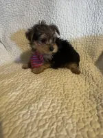 Henry, a male Yorkshire Terrier for sale in Muldrow, OK – Photo 7 of 10