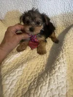 Henry, a male Yorkshire Terrier for sale in Muldrow, OK – Photo 2 of 10