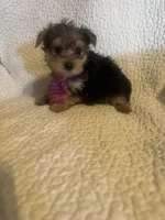 Henry, a male Yorkshire Terrier for sale in Muldrow, OK – Photo 10 of 10