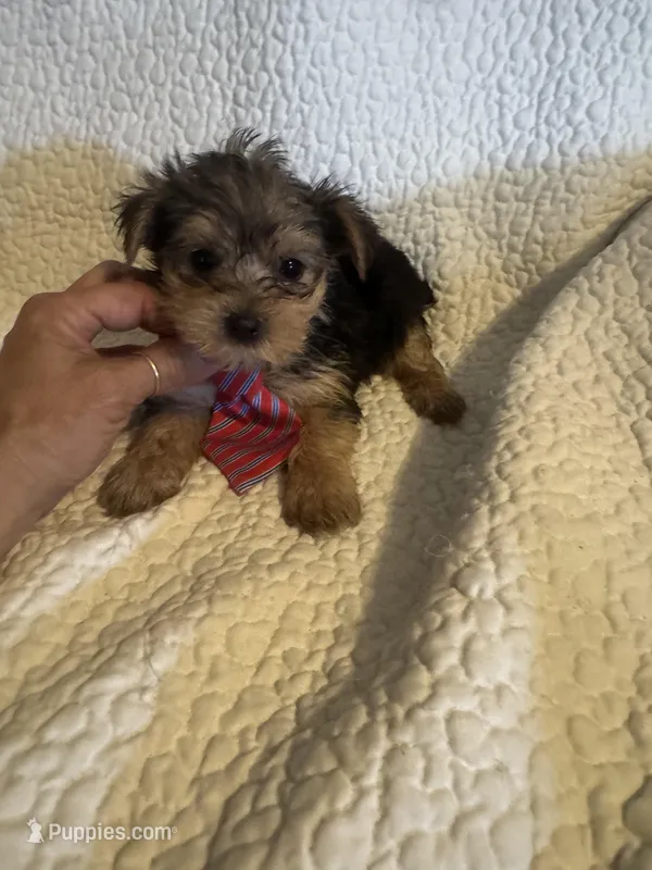 Henry – Yorkshire Terrier puppy for sale in Muldrow, OK