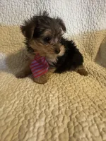 Henry, a male Yorkshire Terrier for sale in Muldrow, OK – Photo 4 of 10