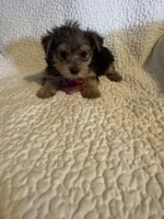 Henry, a male Yorkshire Terrier for sale in Muldrow, OK – Photo 6 of 10