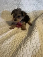 Henry, a male Yorkshire Terrier for sale in Muldrow, OK – Photo 3 of 10