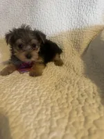 Henry, a male Yorkshire Terrier for sale in Muldrow, OK – Photo 9 of 10