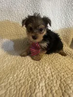 Henry, a male Yorkshire Terrier for sale in Muldrow, OK – Photo 8 of 10