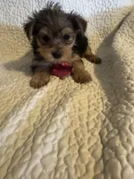 Henry, a male Yorkshire Terrier for sale in Muldrow, OK – Photo 5 of 10