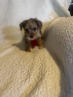 Charlie, a male Yorkshire Terrier for sale in Muldrow, OK – Photo 9 of 9