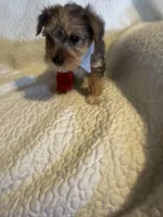 Charlie, a male Yorkshire Terrier for sale in Muldrow, OK – Photo 2 of 9