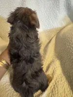 Charlie, a male Yorkshire Terrier for sale in Muldrow, OK – Photo 3 of 9