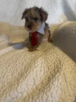 Charlie, a male Yorkshire Terrier for sale in Muldrow, OK – Photo 7 of 9