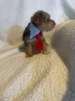 Charlie, a male Yorkshire Terrier for sale in Muldrow, OK – Photo 8 of 9