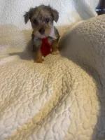 Charlie, a male Yorkshire Terrier for sale in Muldrow, OK – Photo 6 of 9