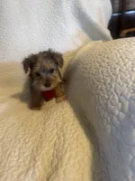 Charlie, a male Yorkshire Terrier for sale in Muldrow, OK – Photo 5 of 9