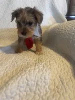 Charlie, a male Yorkshire Terrier for sale in Muldrow, OK – Photo 4 of 9