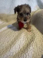 Charlie, a male Yorkshire Terrier for sale in Muldrow, OK – Photo 1 of 9