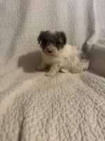 Prince , a male Yorkipoo for sale in Muldrow, OK – 4 of 10