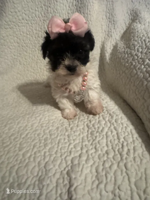 Jazzy  – Yorkipoo puppy for sale in Muldrow, OK