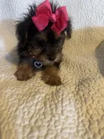 Raka , a female Yorkshire Terrier for sale in Muldrow, OK – 3 of 4