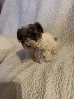 Prince , a male Yorkipoo for sale in Muldrow, OK – 3 of 10