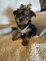 Maddie, a female Yorkshire Terrier for sale in Muldrow, OK – Photo 2 of 10