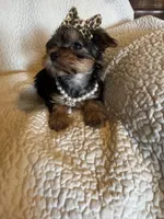 Maddie, a female Yorkshire Terrier for sale in Muldrow, OK – Photo 3 of 10
