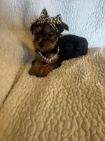 Maddie, a female Yorkshire Terrier for sale in Muldrow, OK – Photo 5 of 10