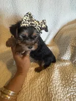 Maddie, a female Yorkshire Terrier for sale in Muldrow, OK – Photo 7 of 10