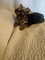 Maddie, a female Yorkshire Terrier for sale in Muldrow, OK – Photo 4 of 10