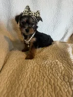 Maddie, a female Yorkshire Terrier for sale in Muldrow, OK – Photo 9 of 10