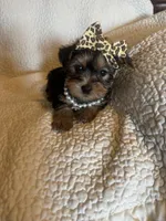 Maddie, a female Yorkshire Terrier for sale in Muldrow, OK – Photo 10 of 10