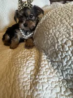 Maddie, a female Yorkshire Terrier for sale in Muldrow, OK – Photo 6 of 10