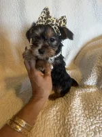 Maddie, a female Yorkshire Terrier for sale in Muldrow, OK – Photo 8 of 10