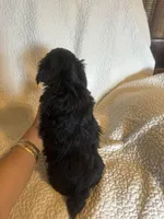 Sammie, a male Yorkshire Terrier for sale in Muldrow, OK – Photo 5 of 6